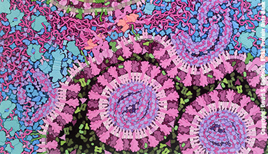 Coronavirus nel polmone. Copyright: David S. Goodsell, RCSB Protein Data Bank