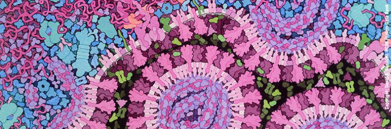 Coronavirus. Copyright: David S. Goodsell, RCSB Protein Data Bank
