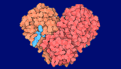 Proteasi di coronavirus. Copyright: PDB
