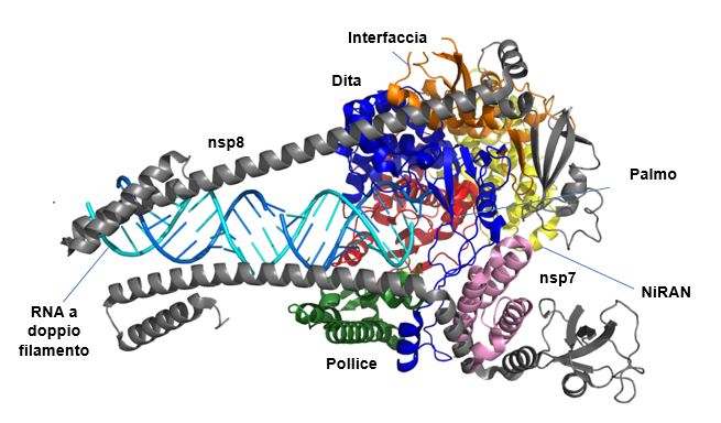 RdRP ed RNA