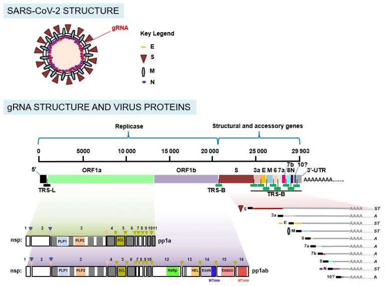 The Puzzling Rna World Of Sars-cov-2 Genome - Sars-cov-2: Frontiere 