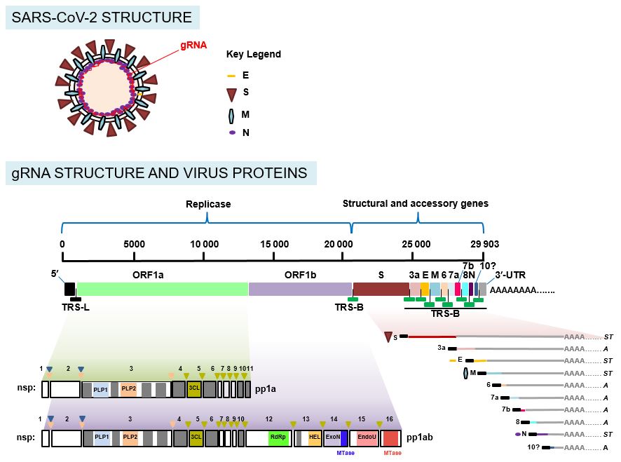 spike protein mrna