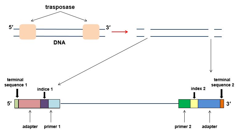 From molecular tools to Artificial Intelligence (AI): Covid-19 ...