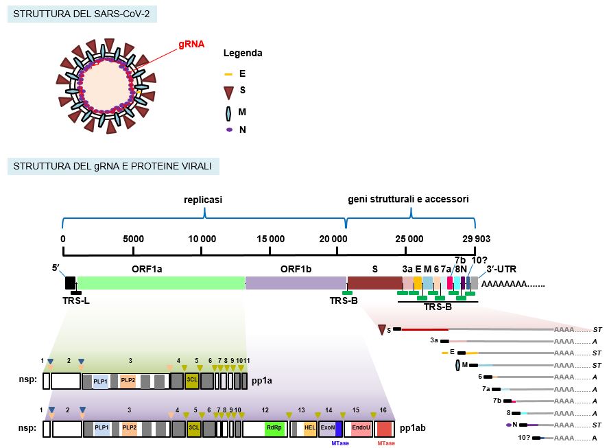 Struttura del genoma di SARS-CoV-2