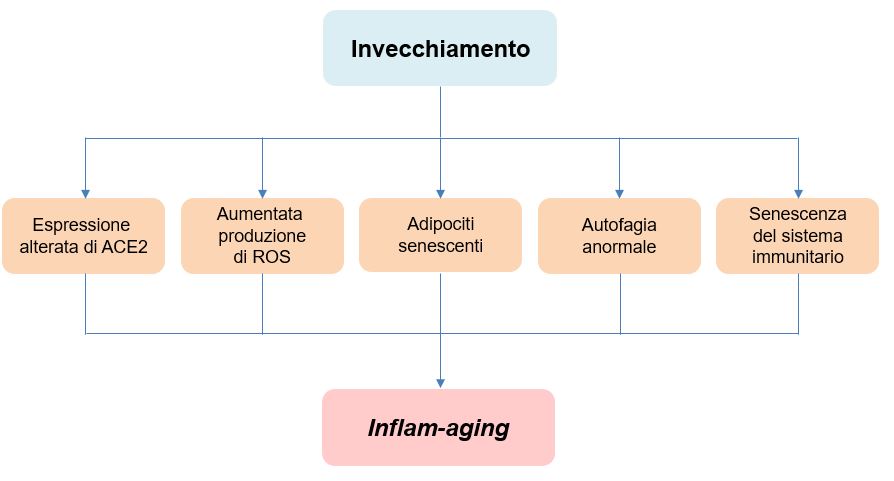 Inflam-aging